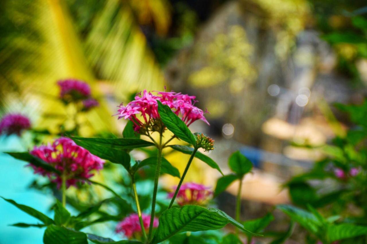 Udf Nature Villa Kandy Exteriör bild